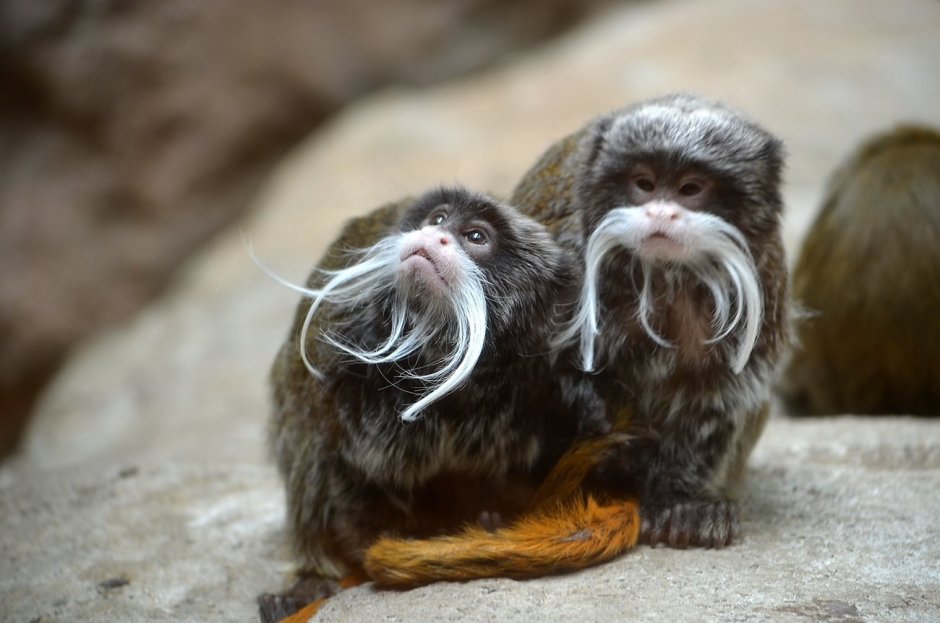 Императорский Тамарин детеныш