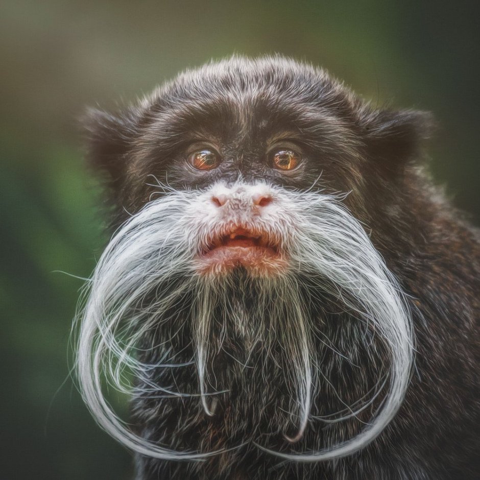 Императорский Тамарин усы