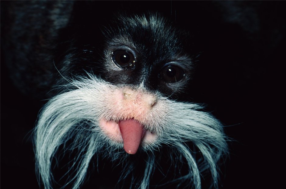 Emperor Tamarin Wilhelm