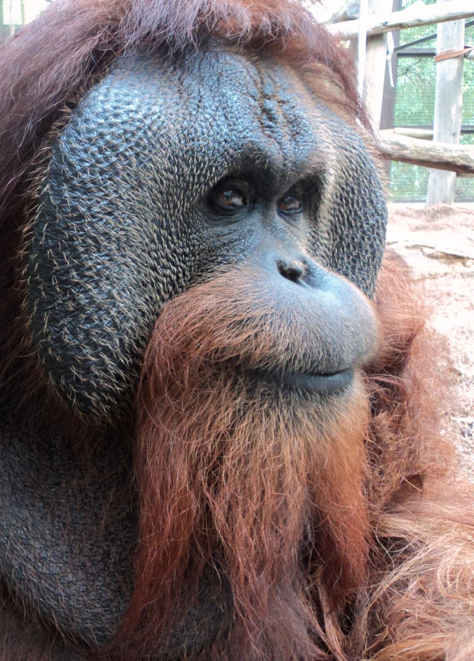 Планета обезьян орангутанг