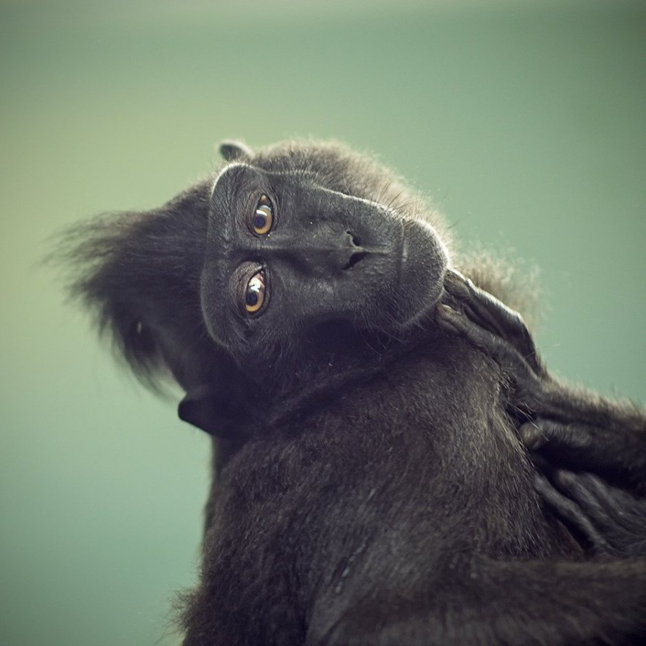 Тамарин Epic 7