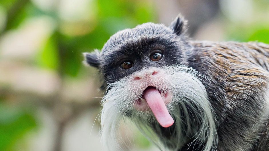 Борода силуэт