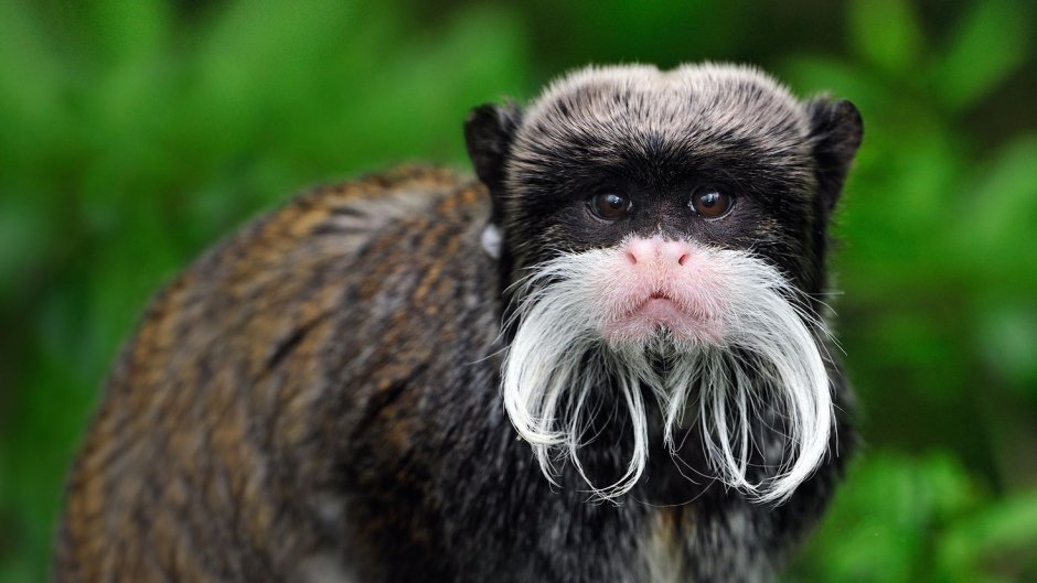 Императорский Тамарин усы