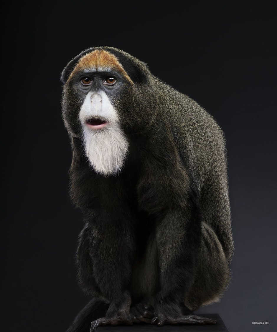 Бородатая обезьяна