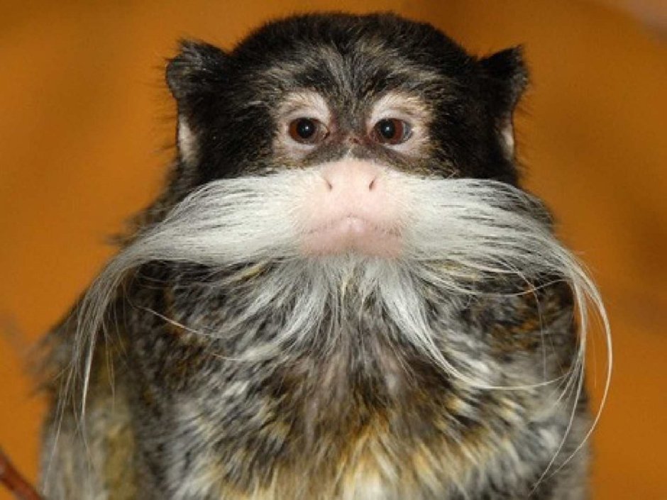 Обезьяна с белыми усами