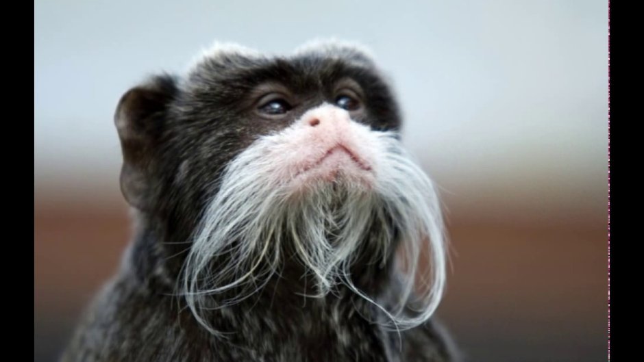 Императорский Тамарин усы