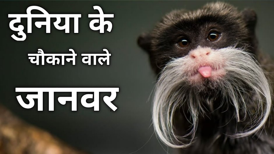 Бородатый Императорский Тамарин