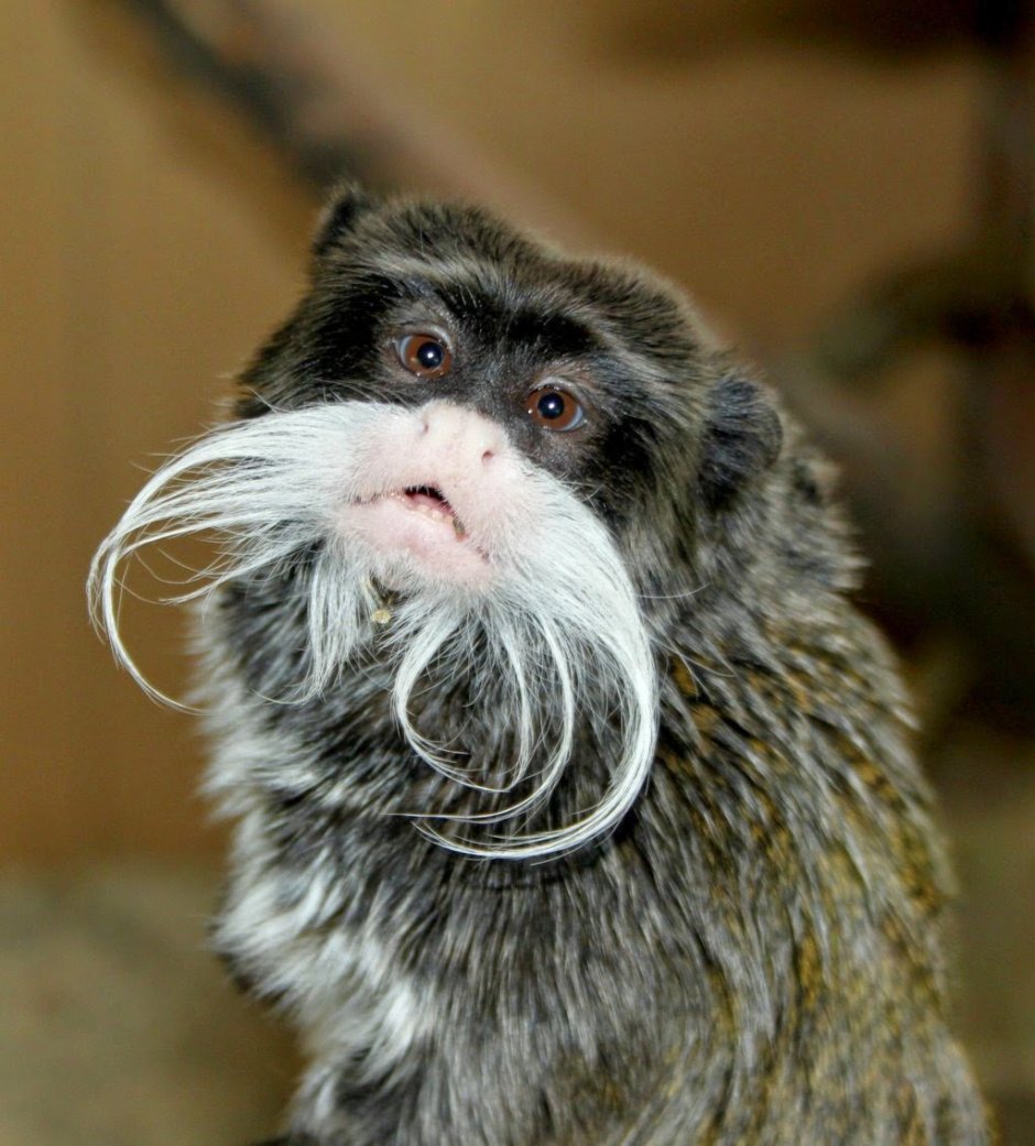 Смешная борода у мужчин