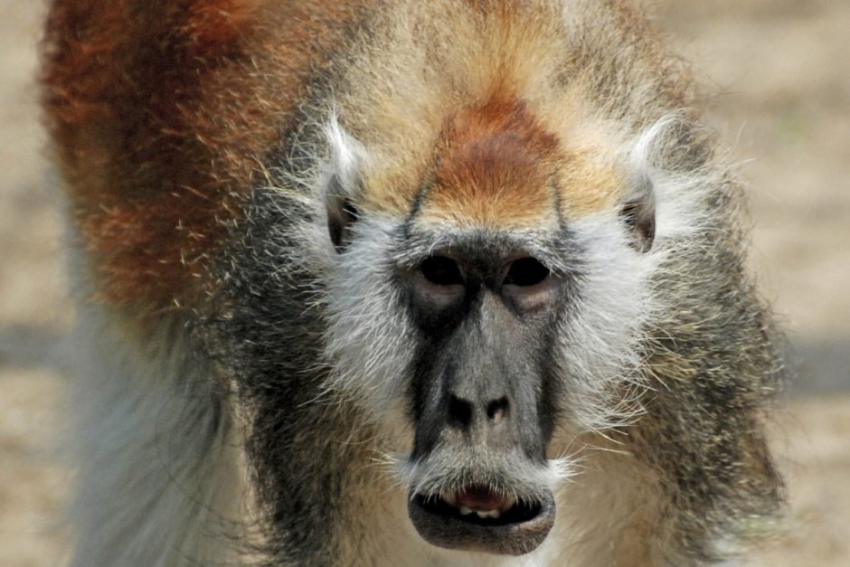 Обезьяна с бородой