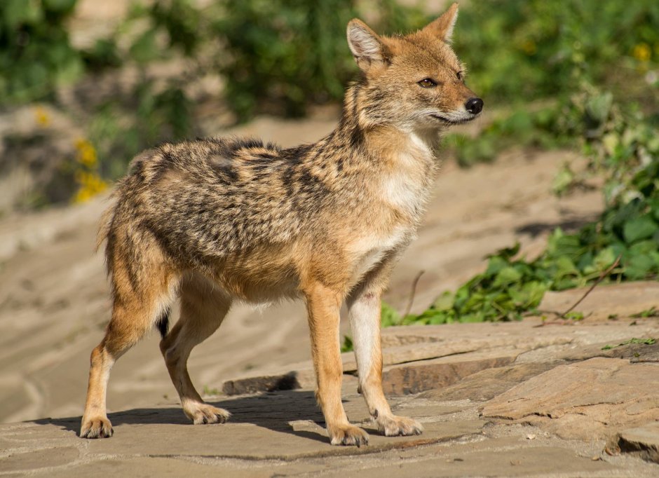 Шакал варзон