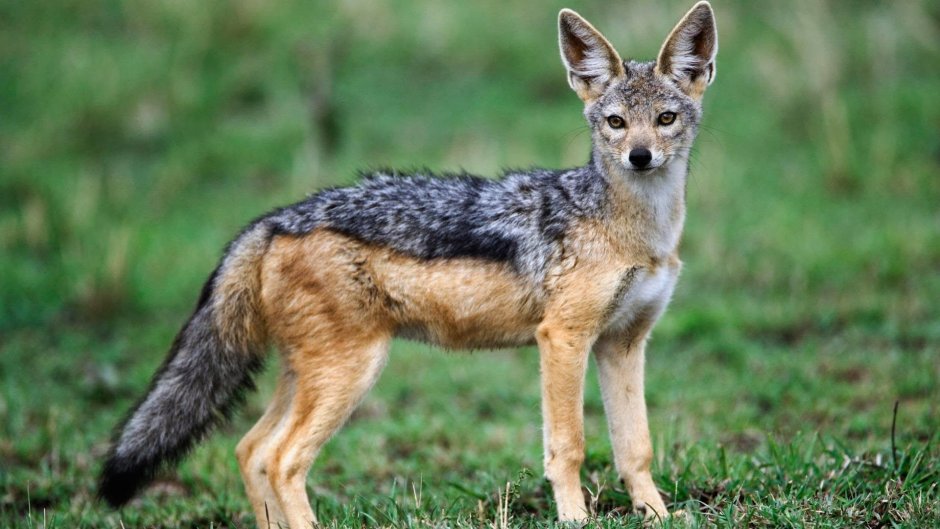 Золотой Шакал