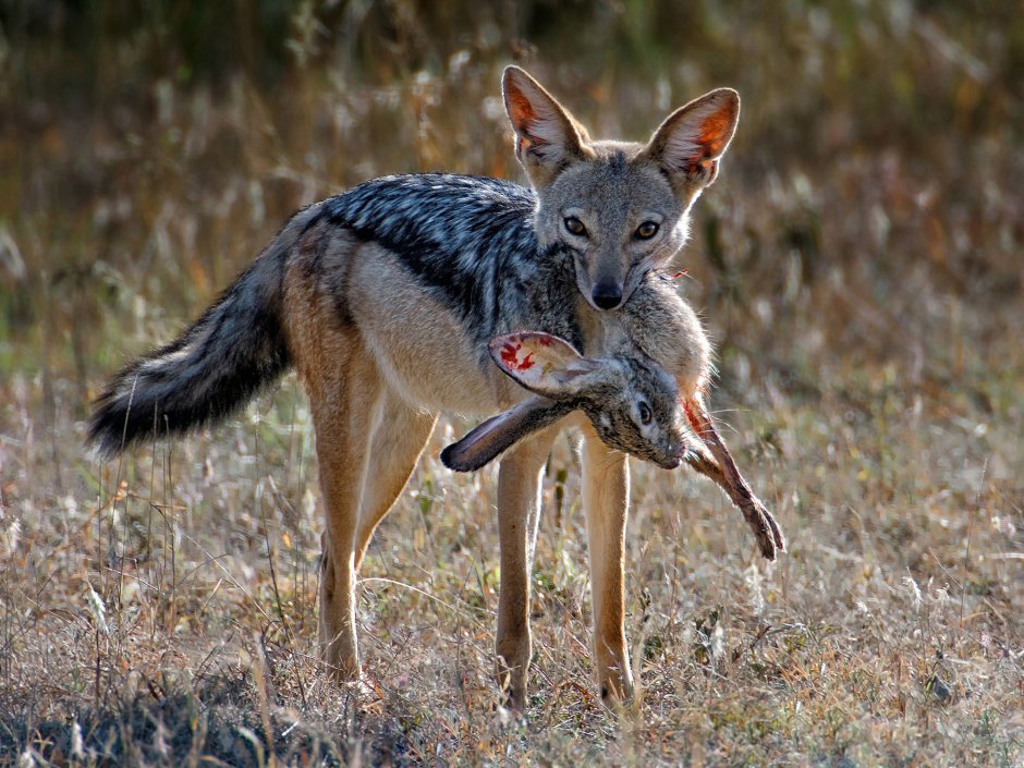 Шакал кавказский