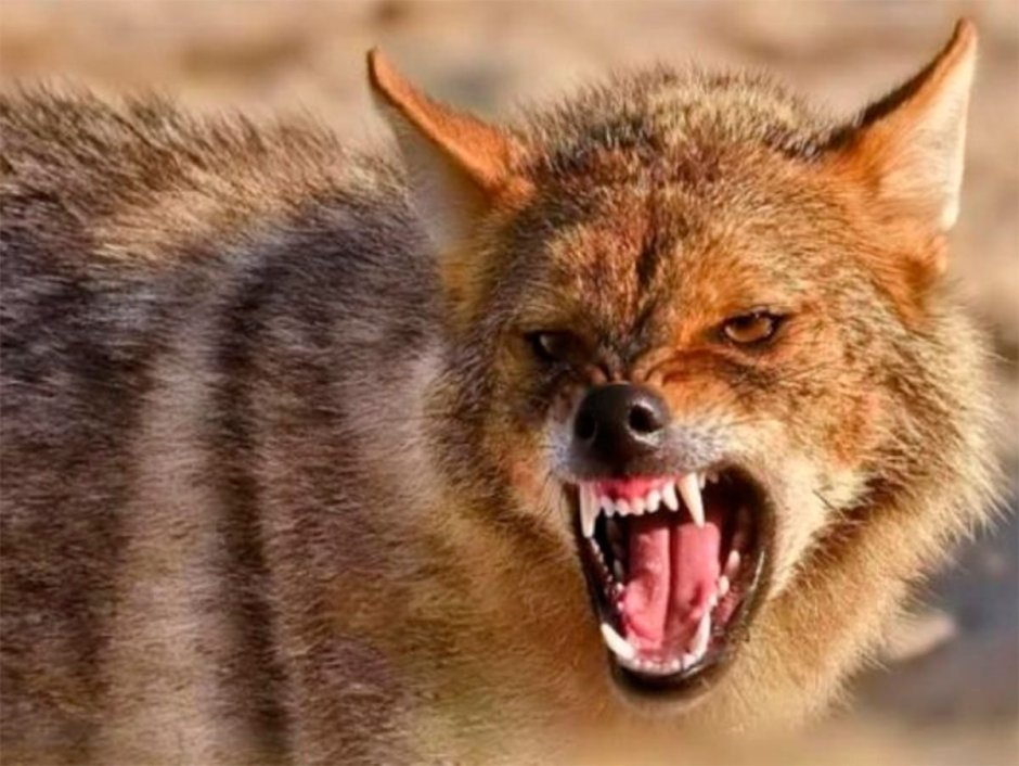 Шакал Северный Кавказ