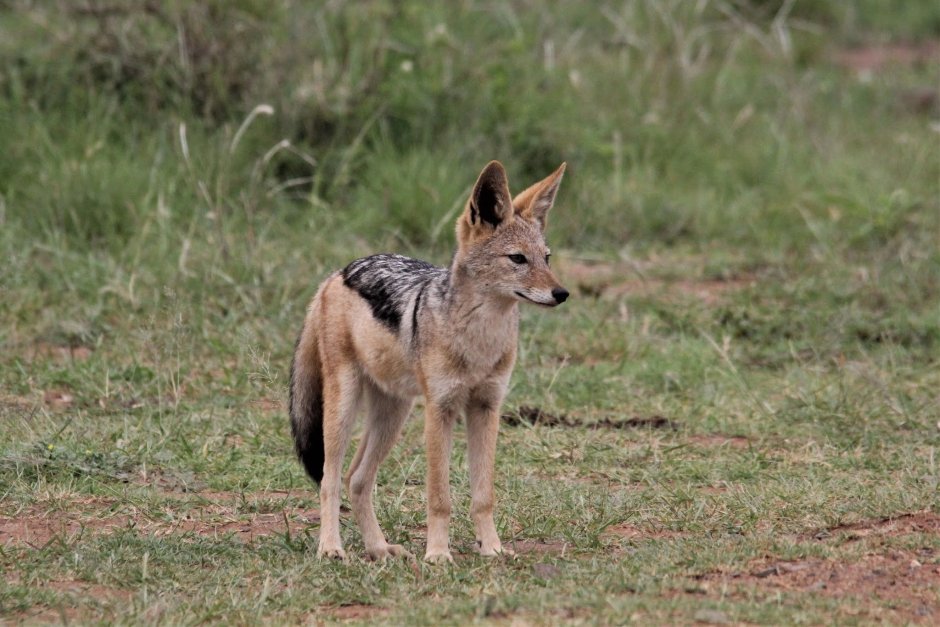 Европейский Шакал