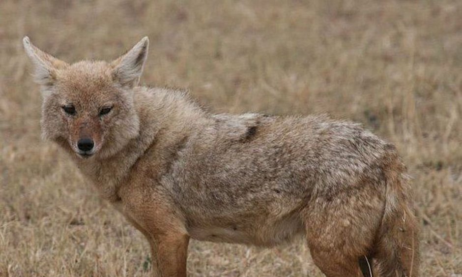 Койот милый