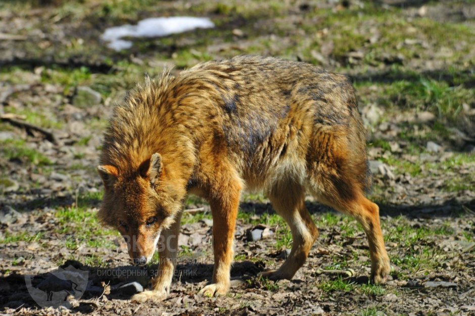Среднеазиатский Шакал обыкновенный