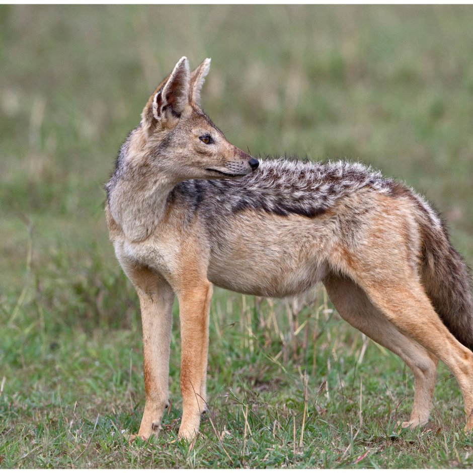 Среднеазиатский Шакал обыкновенный