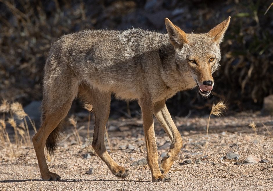 Шакалы кавказский заповедник