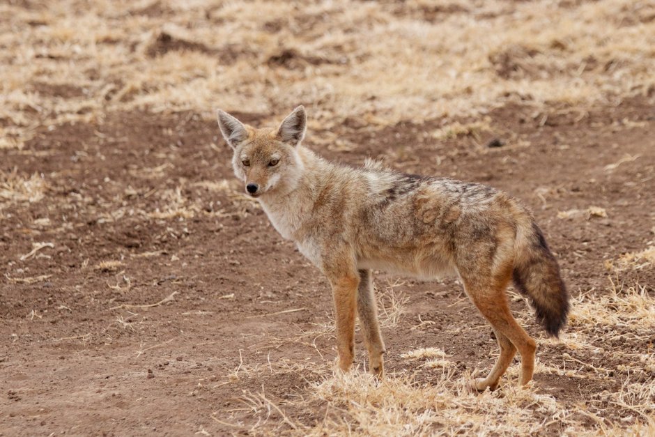Цитаты Волков
