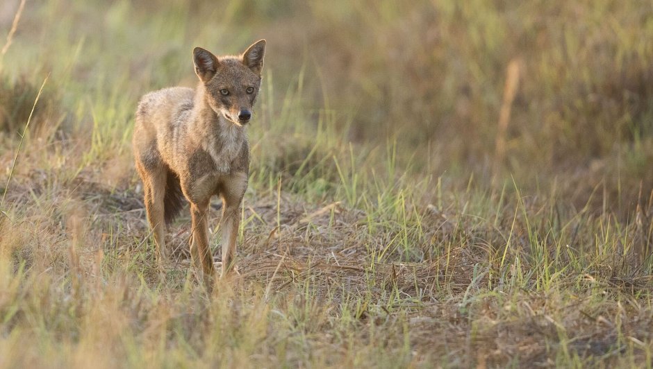 Чепрачный Шакал ареал