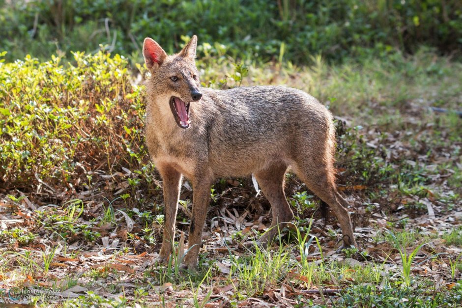 Чепрачный Шакал, m