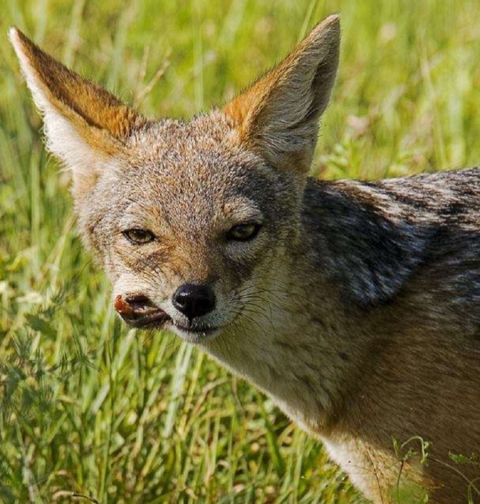 Чепрачный Шакал, полосатый Шакал