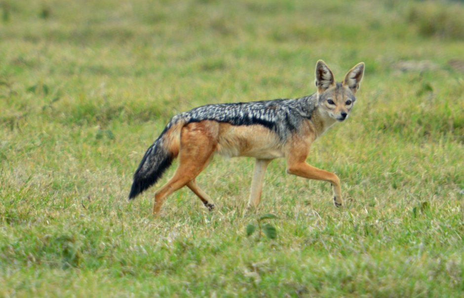 Шакал (canis aureus)