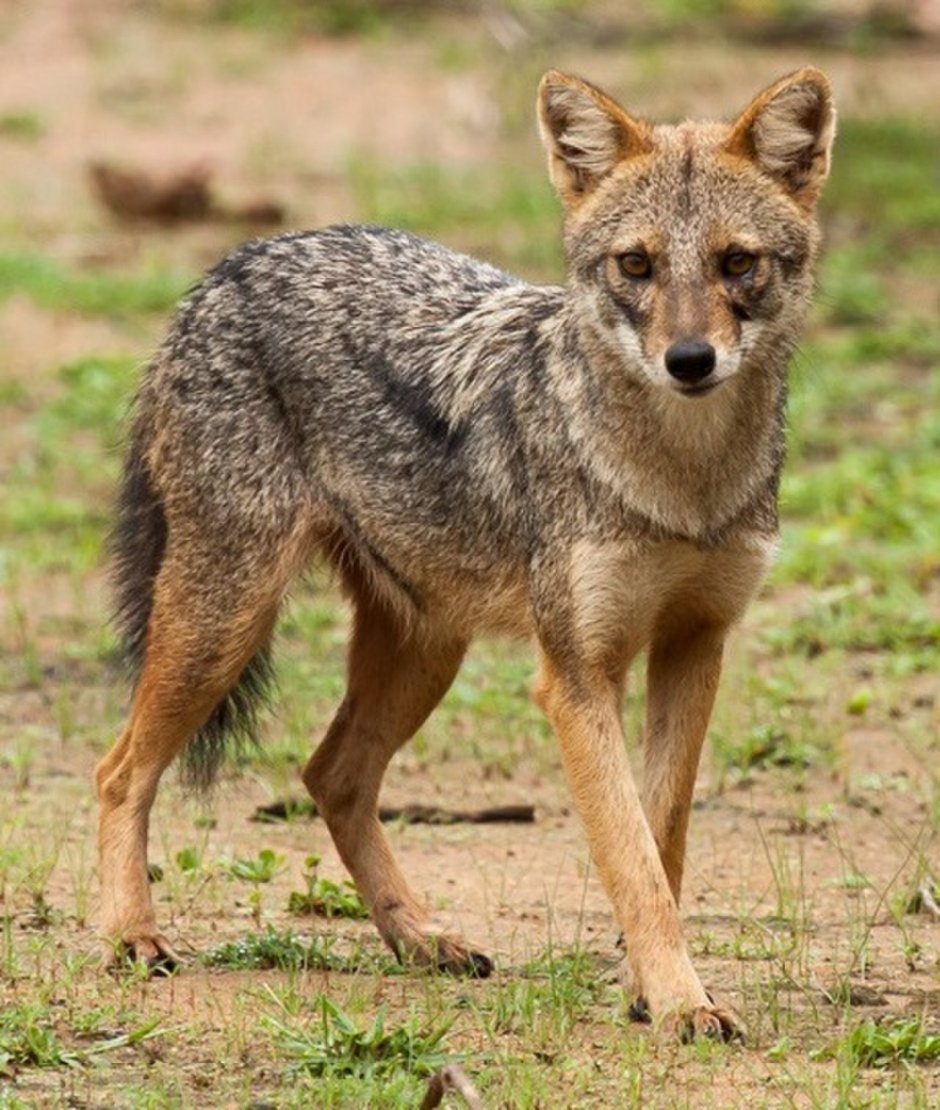 Шакалы красная Поляна