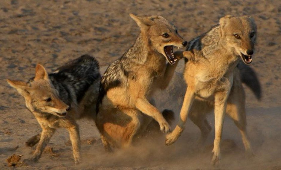 Золотистый Шакал