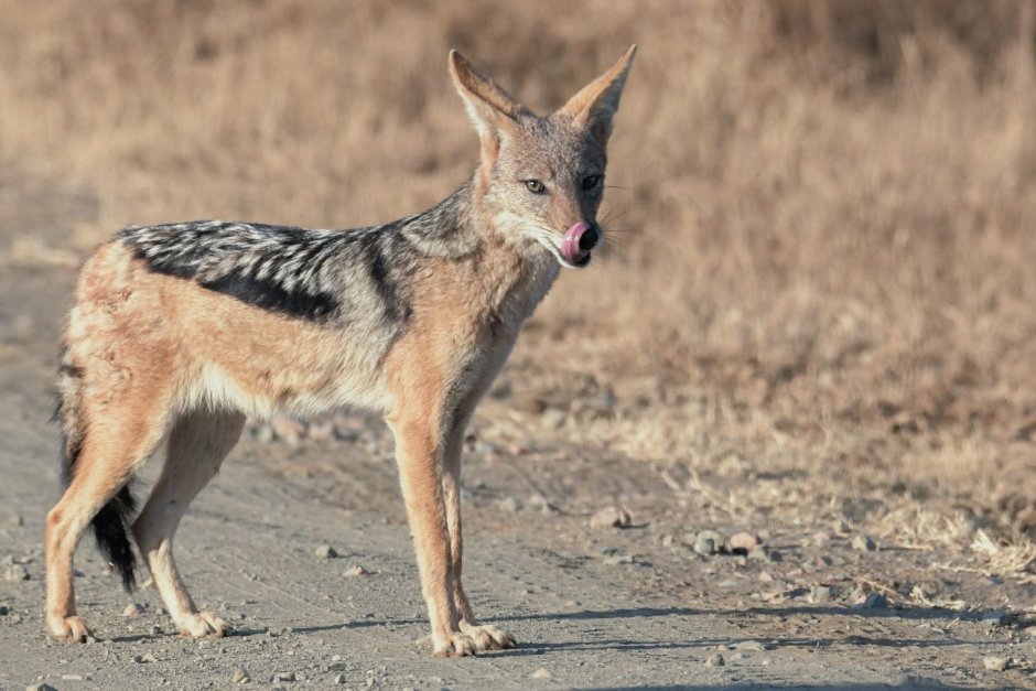 Шакалы кавказский заповедник