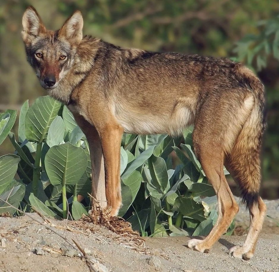 Шакал кавказский