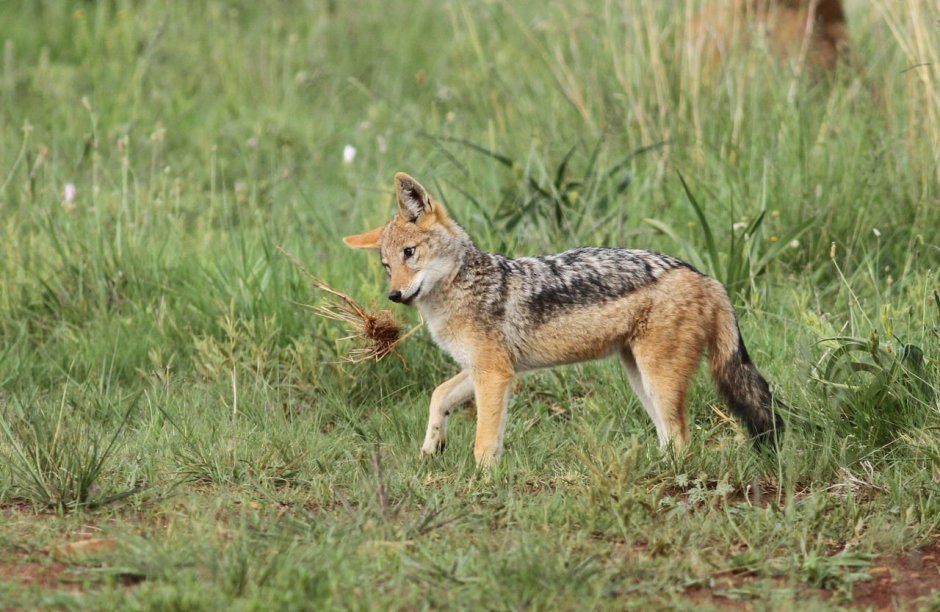 Койот Северной Америки