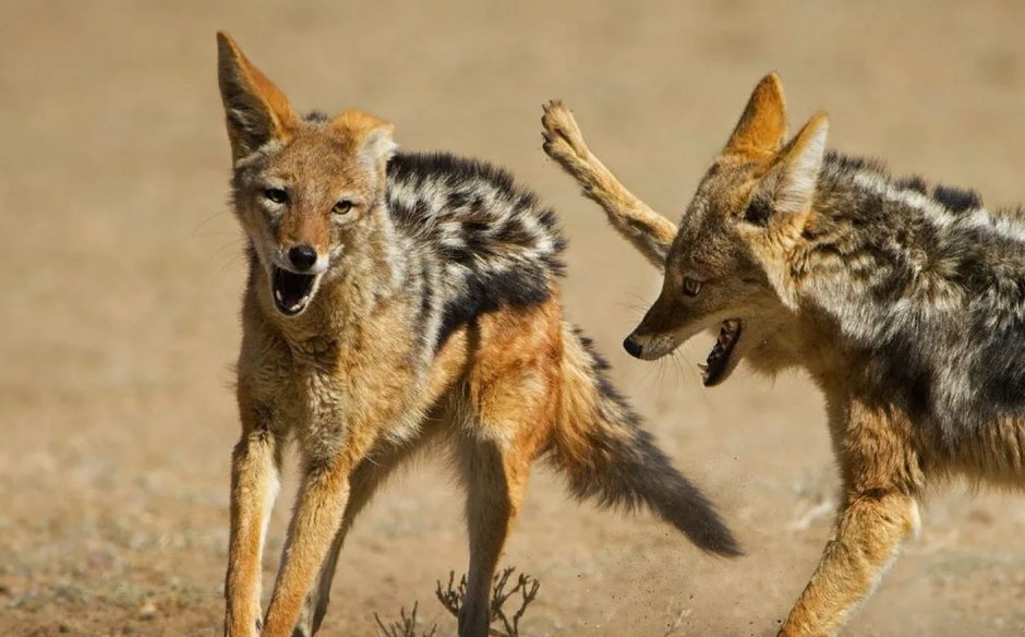 Гиеновидная собака и Шакал