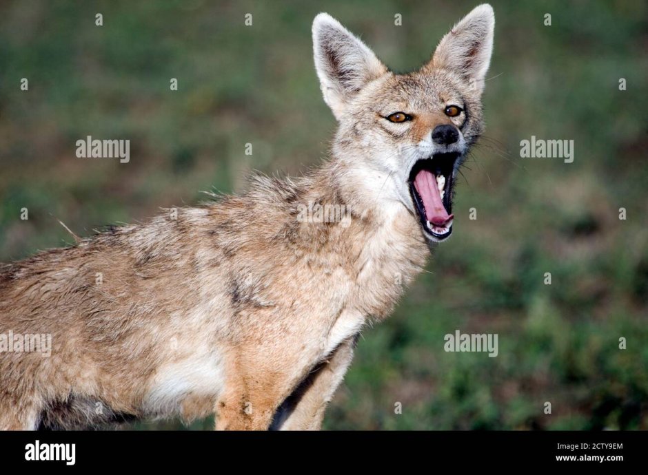 Чучело волка "волк Акела"