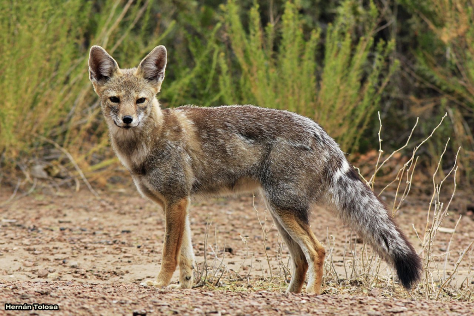 Среднеазиатский Шакал обыкновенный