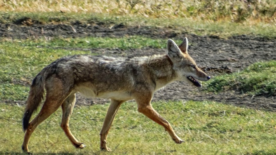 Кавказский Шакал Кабардино Балкария