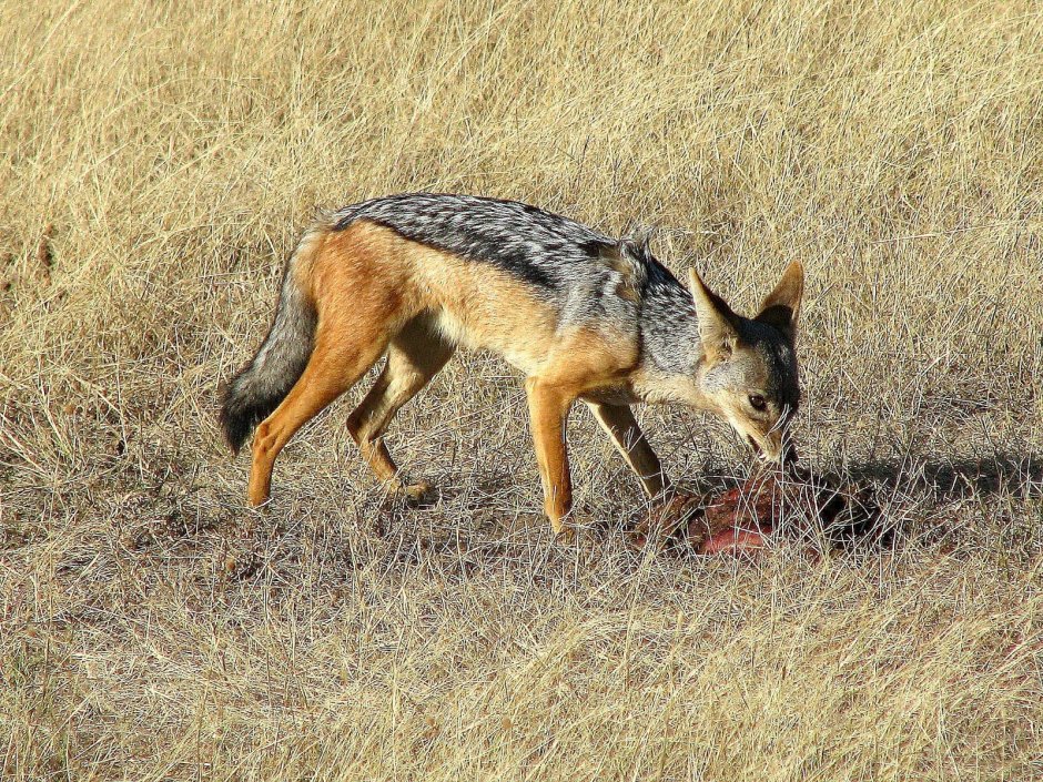 Обыкновенный Шакал облезлый