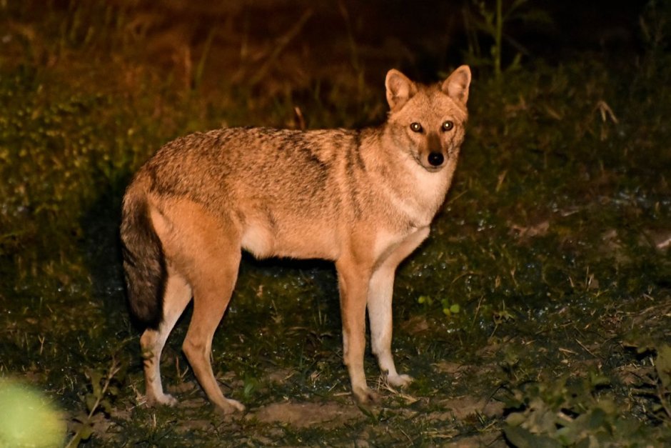 Шакалы красная Поляна