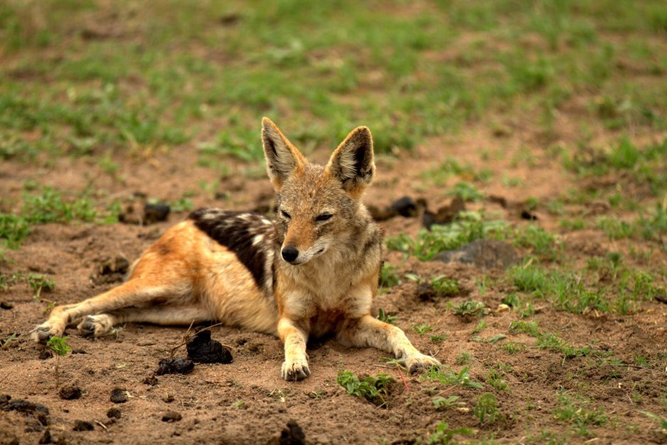 Пампасская лисица Южной Америки