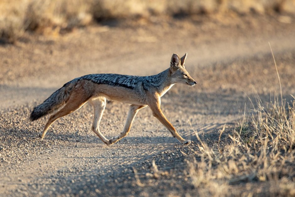 Шакалы кавказский заповедник