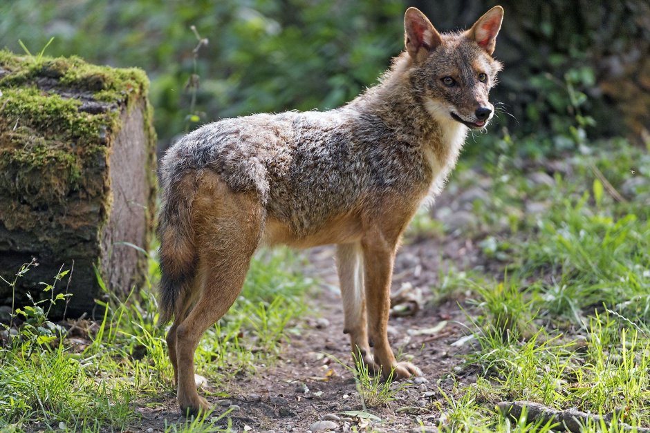 Степной Шакал