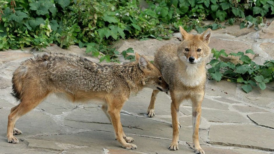 Волк семейство псовых