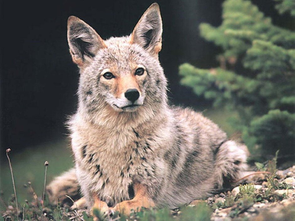 Шакалы в Абхазии