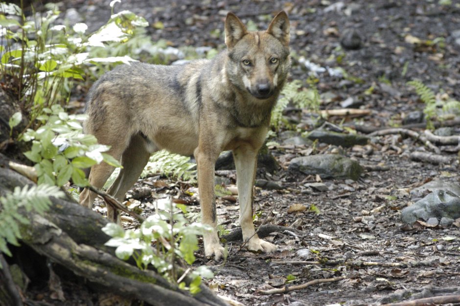 Шакал живой