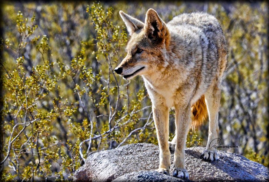 Обыкновенный Шакал