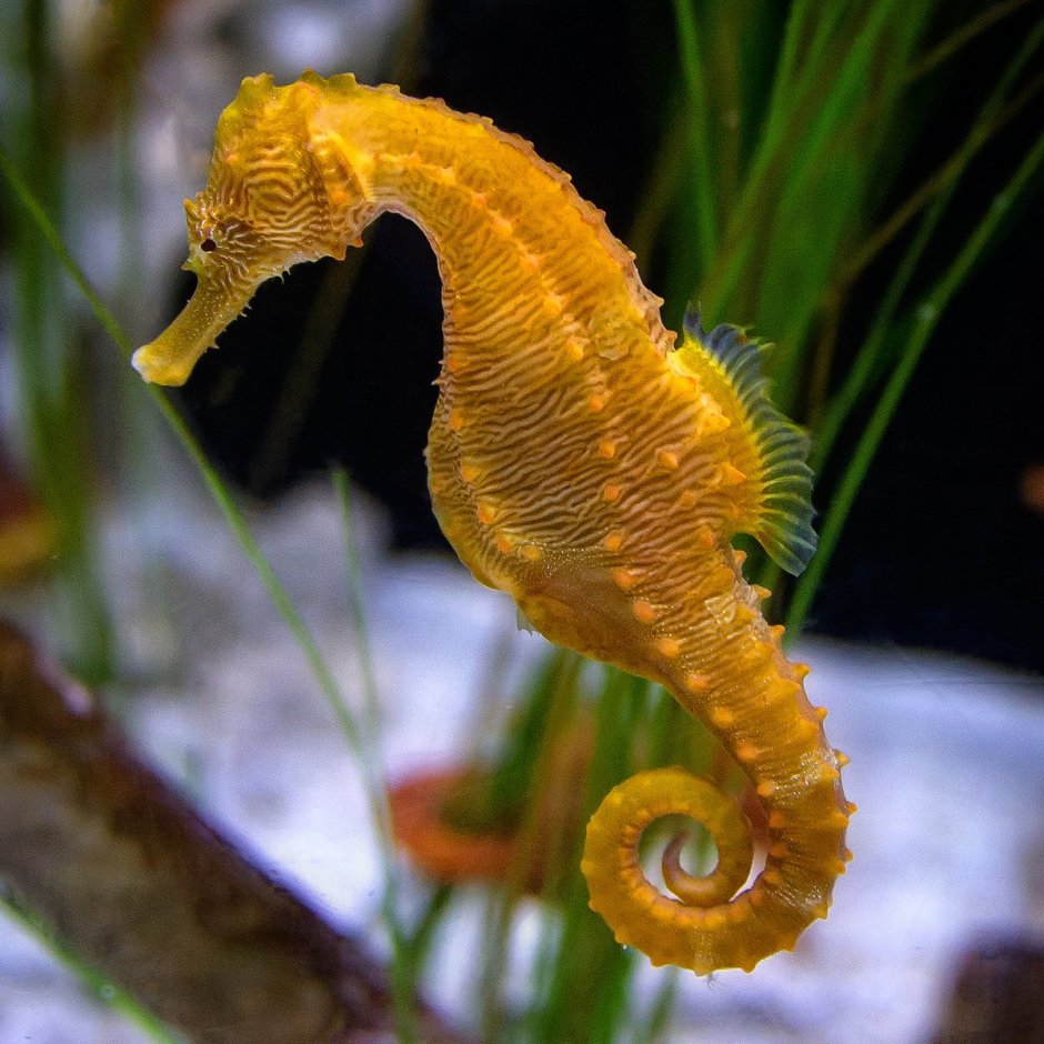 Морской конёк (Hippocampus guttulatus)