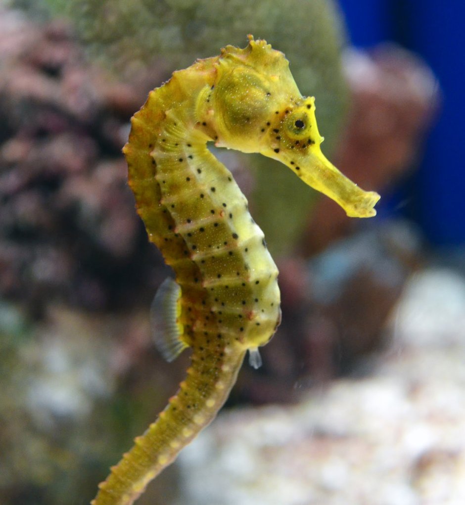 Морской конёк (Hippocampus guttulatus)