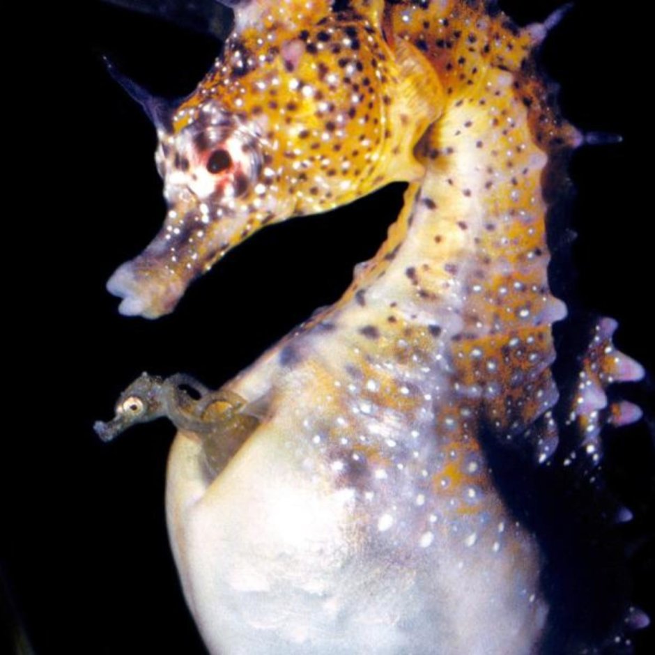 Самец морского конька