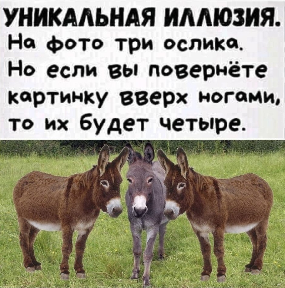 Шутки про осликов