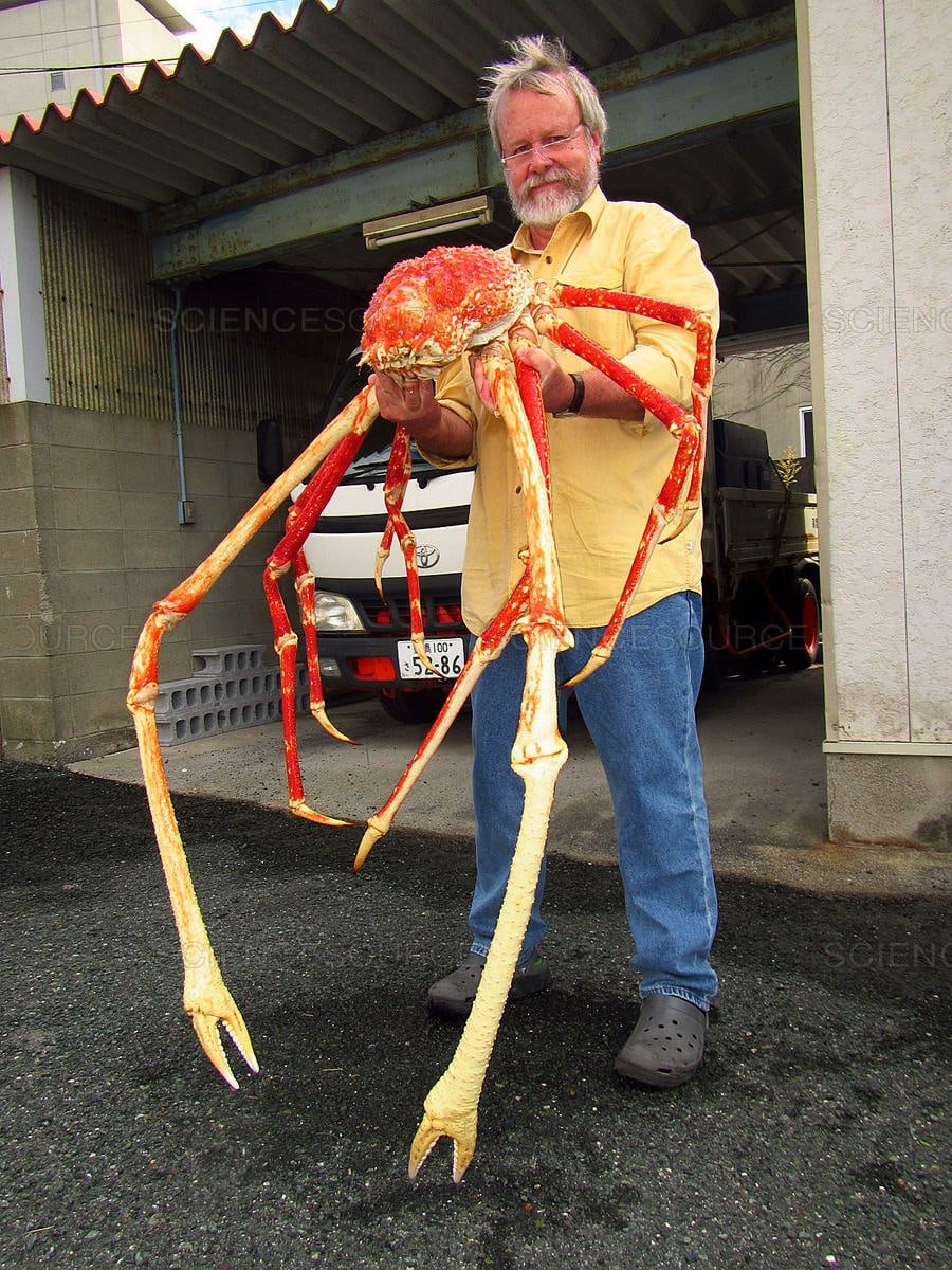 Японский глубоководный краб паук